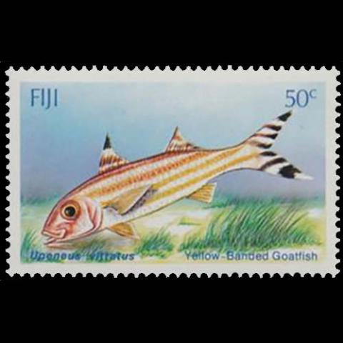 Fiji postage - Upeneus vittatus (Yellow-banded goatfish)