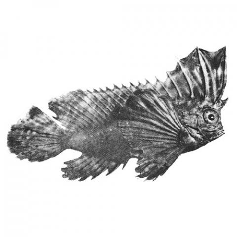 Ablabys binotatus (Redskinfish) b&w image