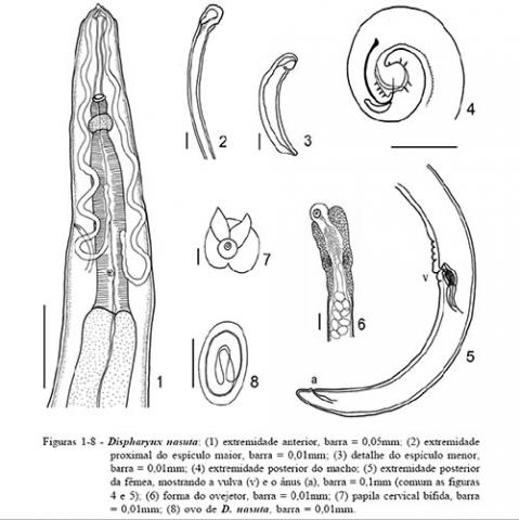 Acuaria spiralis (Nematode) illustration