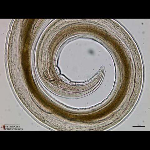 Acuaria spiralis (Nematode) adult male, posterior end, 100x magnification