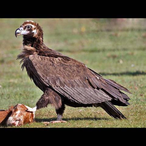 Aegypius monachus (Eurasian black vulture)