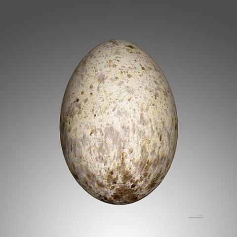 Aegypius monachus (Eurasian black vulture) egg