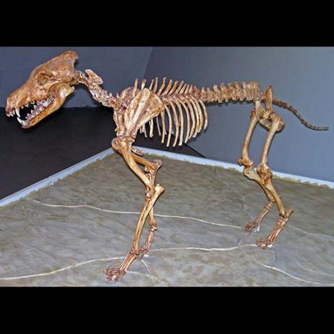 Aenocyon dirus (Dire wolf) mounted skeleton
