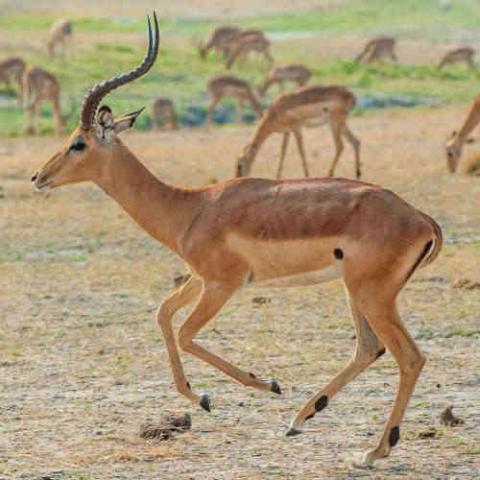 Aepyceros melampus (Impala) trotting