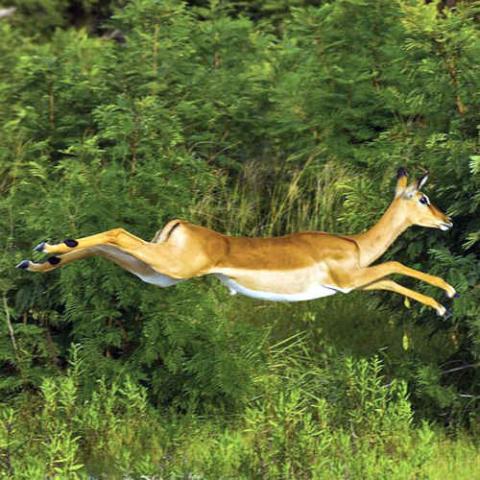 Aepyceros melampus (Impala) leaping