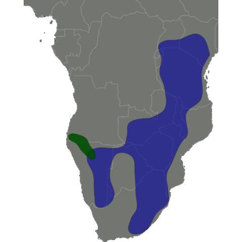 Aepyceros melampus (Impala) range map