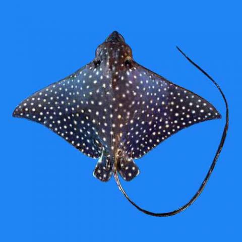 Aetobatus narinari (Spotted eagle ray) top view