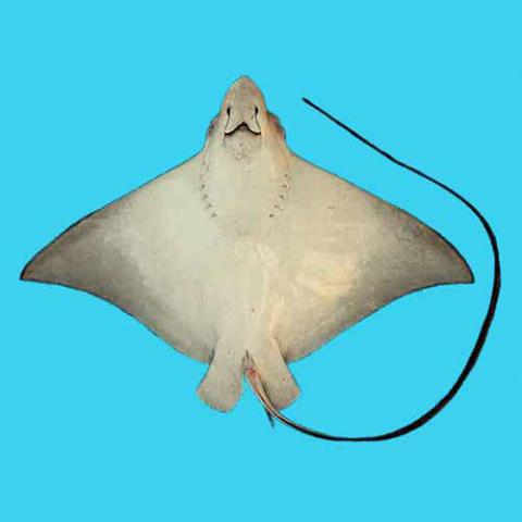 Aetobatus narinari (Spotted eagle ray) bottom view