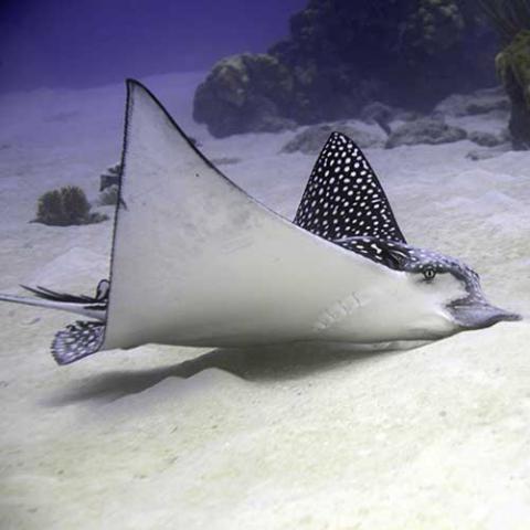 Aetobatus narinari (Spotted eagle ray)
