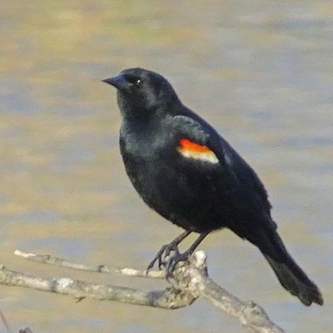 Agelaius phoeniceus (Red-winged blackbird) male