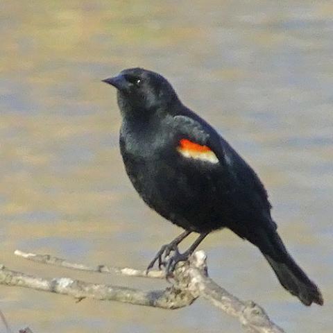 Agelaius phoeniceus (Red-winged blackbird) male