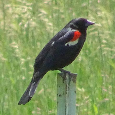 Agelaius phoeniceus (Red-winged blackbird) male