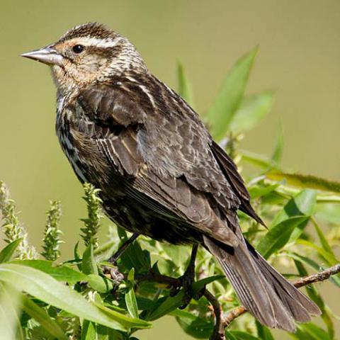 Agelaius phoeniceus (Red-winged blackbird) female