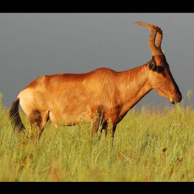 Alcelaphus buselaphus caama (Red hartebeest) side view