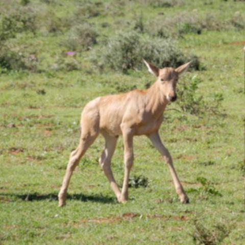 Alcelaphus buselaphus caama (Red hartebeest) calf