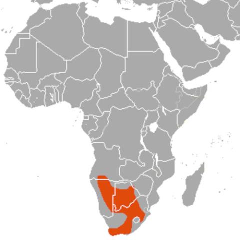 Alcelaphus buselaphus caama (Red hartebeest) range map