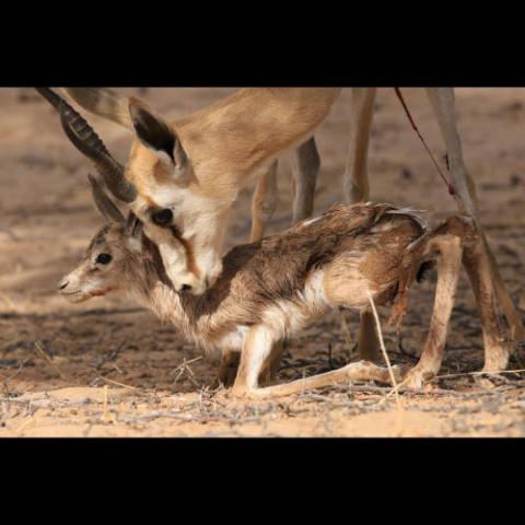 Antidorcas marsupialis (Springbok) mother and newborn