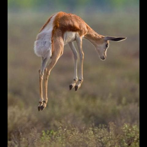 Antidorcas marsupialis (Springbok) pronking