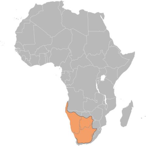 Antidorcas marsupialis (Springbok) range map