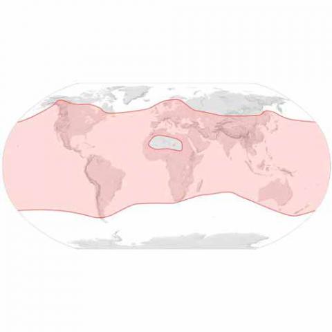 Apis mellifera (Western honey bee) map