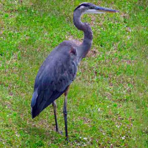 Ardea herodias (Great blue heron)