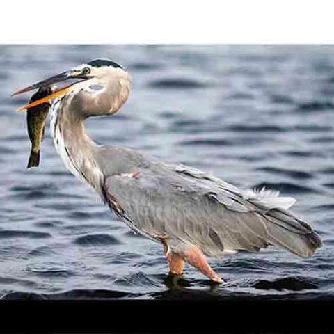 Ardea herodias (Great blue heron) with fish