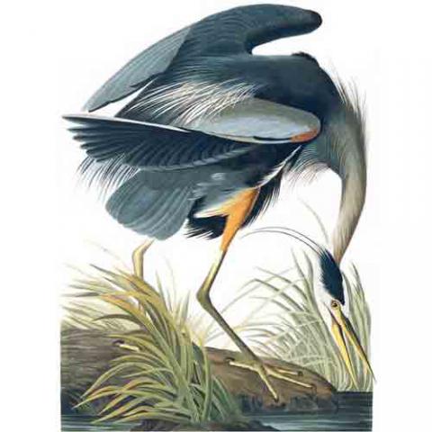 Ardea herodias (Great blue heron) Audubon illustration