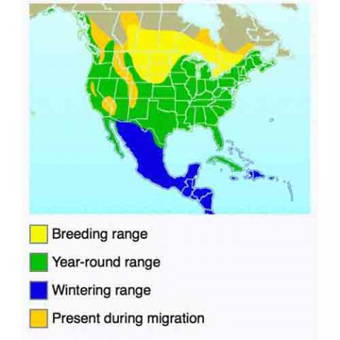 Ardea herodias (Great blue heron) map