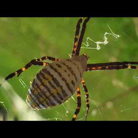Argiope trifasciata (Banded garden spider)