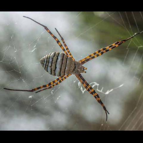 Argiope trifasciata (Banded garden spider)