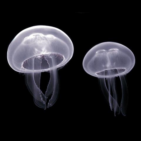 Aurelia aurita (Common jellyfish) Pairi Daiza aquarium, Belgium