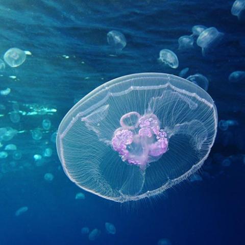 Aurelia aurita (Common jellyfish) Red Sea