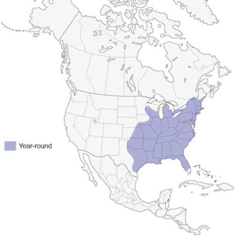 Baeolophus bicolor (Tufted titmouse) range map