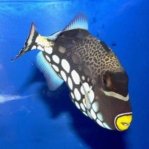 Balistoides conspicillum (Clown triggerfish)
