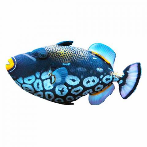 Balistoides conspicillum (Clown triggerfish)
