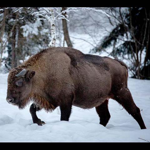 Bison bonasus (European bison)