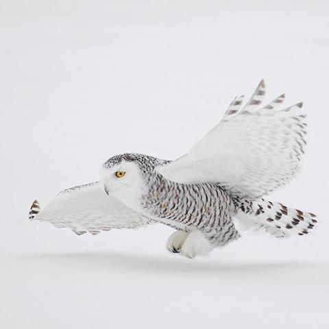 Bubo scandiacus (Snowy owl) with outstretched wings