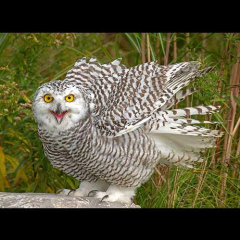 Bubo scandiacus (Snowy owl) juvenile, in Ontario, Canada