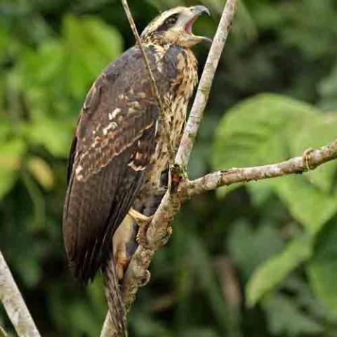 Buteogallus urubitinga (Great black hawk) adolescent