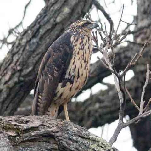 Buteogallus urubitinga (Great black hawk)