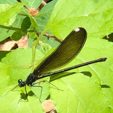 Calopteryx maculata (Ebony jewelwing) female