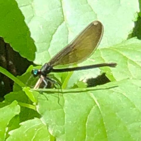 Calopteryx maculata (Ebony jewelwing) female