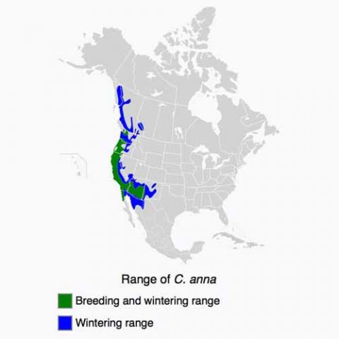 Calypte anna (Anna's hummingbird) map