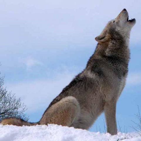 Canis lupus (Gray wolf) howling