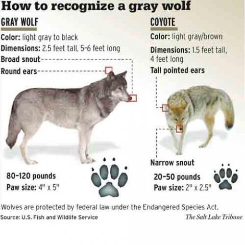 Canis lupus (Gray wolf and Coyote) illustration