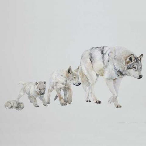 Canis lupus (Gray wolf) illustration