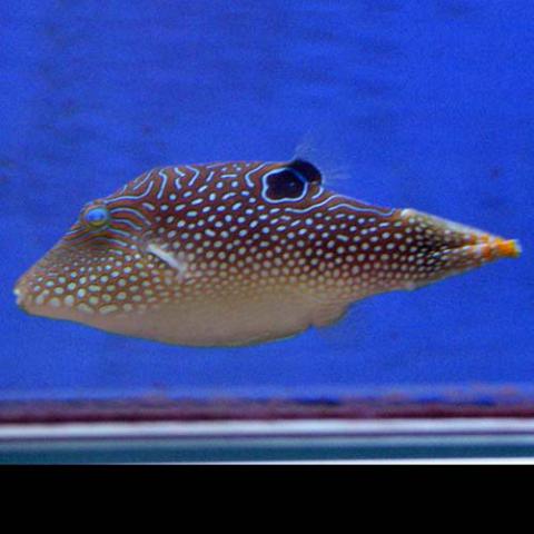 Canthigaster margaritata (Pearl toby)