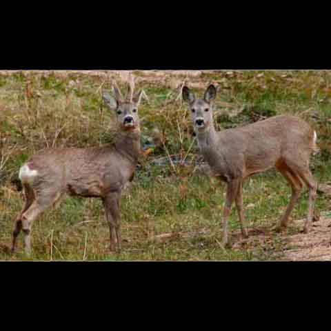 Capreolus capreolus (Roe Deer) male and female