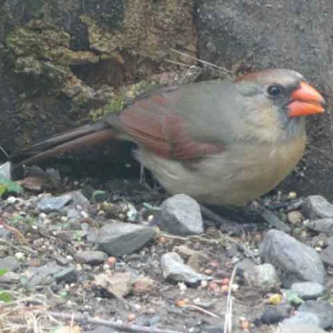 Cardinalis cardinalis (Northern cardinal) female