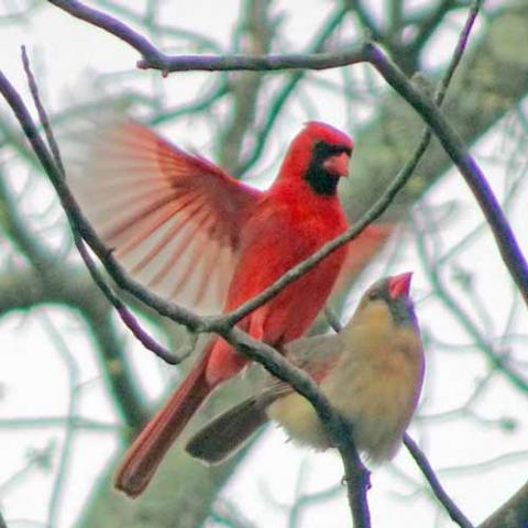 Cardinalis cardinalis (Northern cardinal) mating